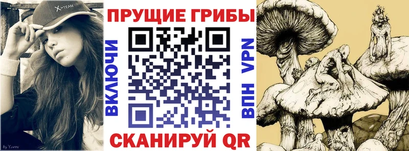 Псилоцибиновые грибы Psilocybine cubensis  наркошоп  блэк спрут ONION  Краснодар 